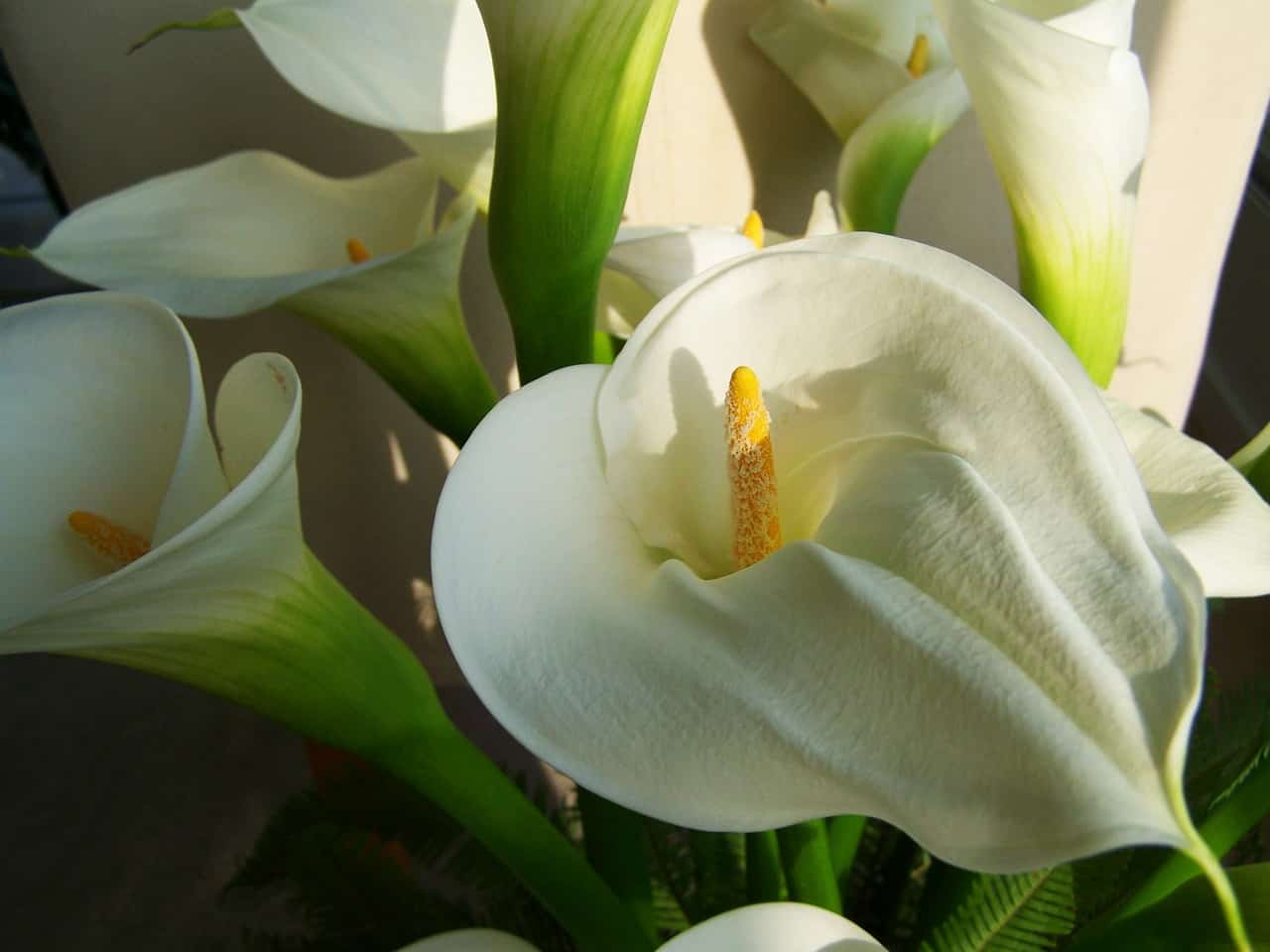 calla lilly Pests