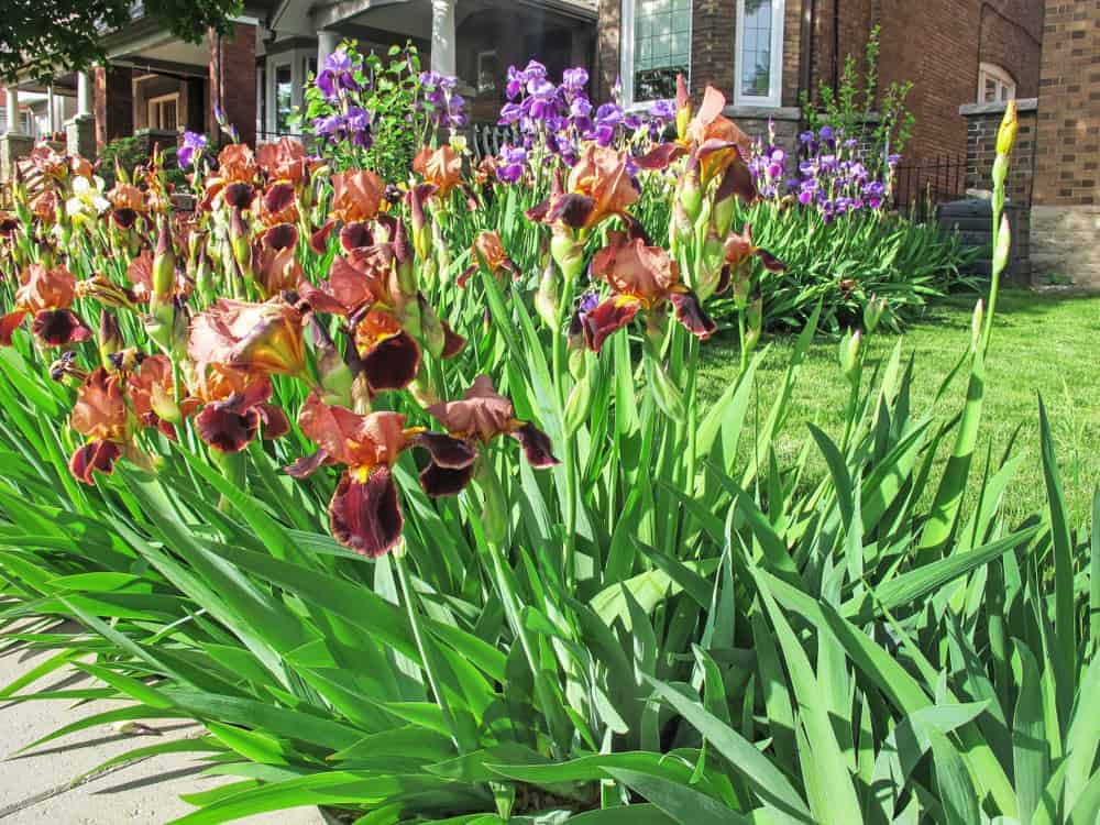 How to Plant Iris Flower? (Complete & Care Tips)