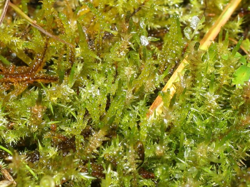 arctic tundra plants lichen