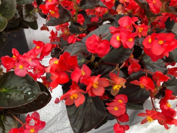 11 Most Beautiful Types of Begonia Plants (with Pictures)