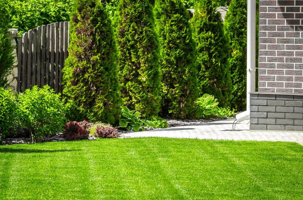 How to Keep Lawn Green in Summer Heat  